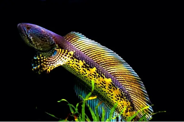 Cá Lóc Nữ Hoàng (channa Aurantimaculata): Đặc Điểm, Nuôi Dưỡng & Giá Trị Cá Lóc Nữ Hoàng (channa Aurantimaculata): Đặc Điểm, Nuôi Dưỡng & Giá Trị