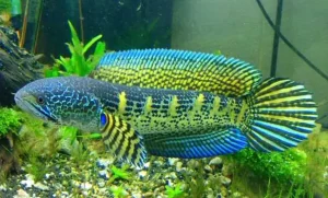Cá Lóc Nữ Hoàng (channa Aurantimaculata): Đặc Điểm, Nuôi Dưỡng & Giá Trị