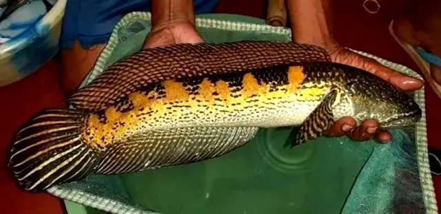 Cá Lóc Nữ Hoàng (channa Aurantimaculata): Đặc Điểm, Nuôi Dưỡng & Giá Trị Cá Lóc Nữ Hoàng (channa Aurantimaculata): Đặc Điểm, Nuôi Dưỡng & Giá Trị