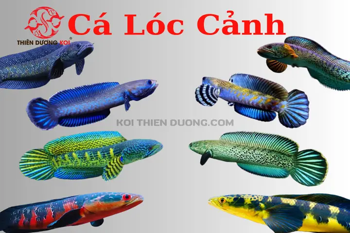 Cá Lóc Nuôi Bao Lâu Thì Thu Hoạch? Thời Gian & Yếu Tố Ảnh Hưởng