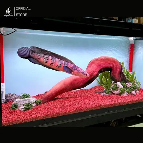 Cá Lóc Cảnh: Các Loại Đẹp, Cách Nuôi & Kinh Nghiệm Chọn Mua Cá Lóc Cảnh: Các Loại Đẹp, Cách Nuôi & Kinh Nghiệm Chọn Mua