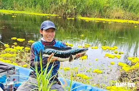Cá Lóc Rừng U Minh: Đặc Điểm, Món Ngon & Cách Săn Bắt Độc Đáo
