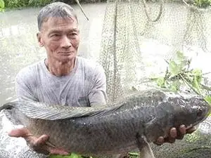 Cá Lóc Rừng U Minh: Đặc Điểm, Món Ngon & Cách Săn Bắt Độc Đáo