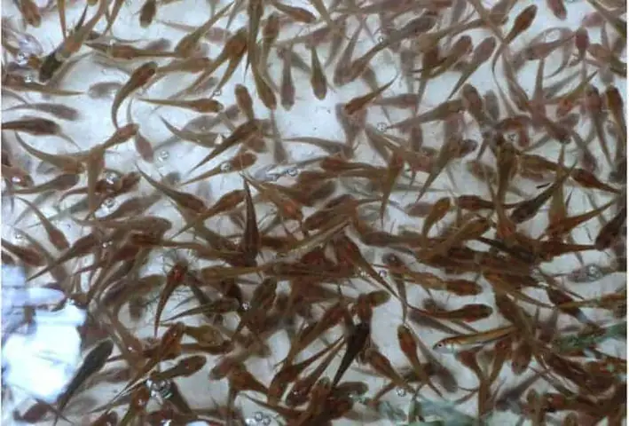 Kỹ Thuật Nuôi Cá Lóc Sinh Sản: Từ Tự Nhiên Đến Nhân Tạo Hiệu Quả