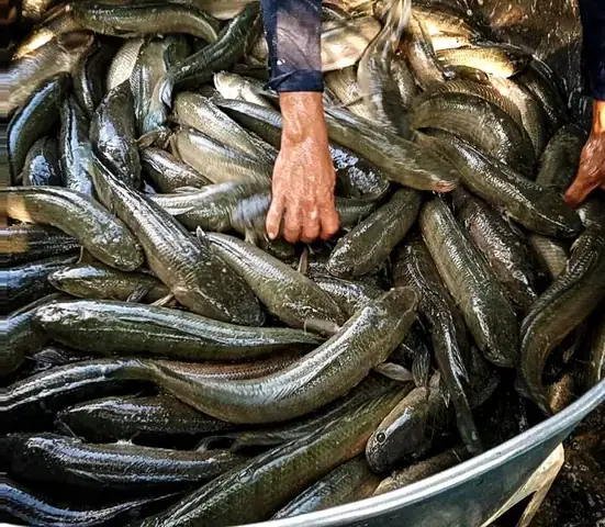 Cá Lóc Sống Trên Cạn: Cơ Chế Hô Hấp Và Thời Gian Tồn Tại