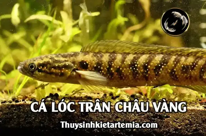 Cá Lóc Trân Châu Vàng: Đặc Điểm, Cách Nuôi & Mua Ở Đâu
