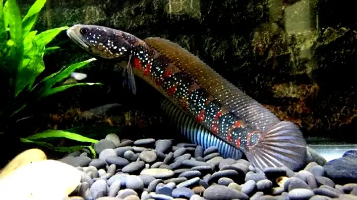 Cá Lóc Trân Châu Vàng: Đặc Điểm, Cách Nuôi & Mua Ở Đâu
