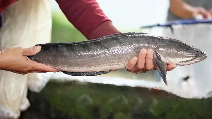 Cá Lóc Tự Nhiên: Đặc Điểm, Cách Phân Biệt Và Lợi Ích So Với Cá Nuôi Cá Lóc Tự Nhiên: Đặc Điểm, Cách Phân Biệt Và Lợi Ích So Với Cá Nuôi