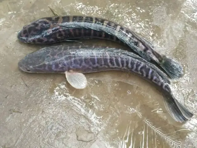 Cá Lóc Tự Nhiên: Đặc Điểm, Cách Phân Biệt Và Lợi Ích So Với Cá Nuôi Cá Lóc Tự Nhiên: Đặc Điểm, Cách Phân Biệt Và Lợi Ích So Với Cá Nuôi