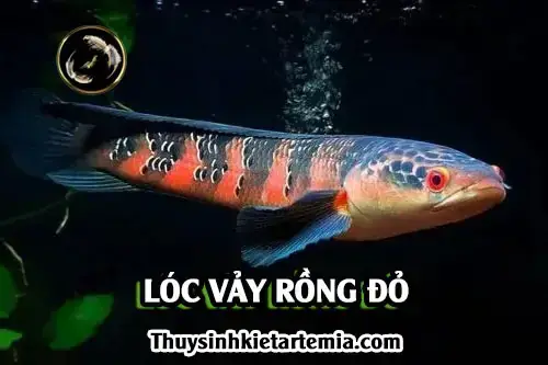 Cá Lóc Vảy Rồng Malaysia: Đặc Điểm, Cách Nuôi Và Giá Bán Cập Nhật