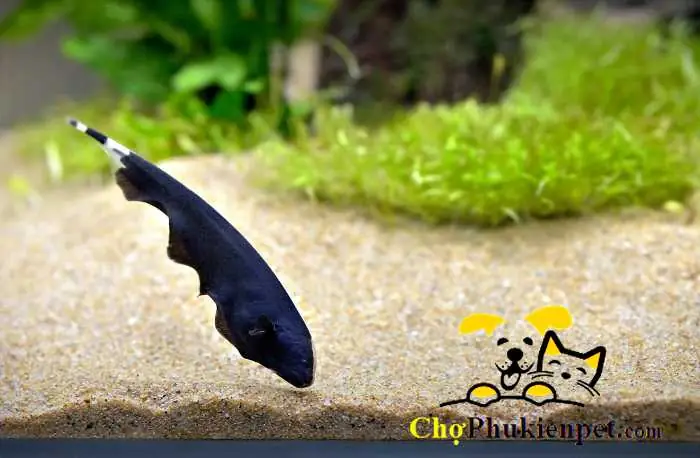 Cá Lông Gà Max Size: Kích Thước Lớn Nhất & Những Điều Cần Biết