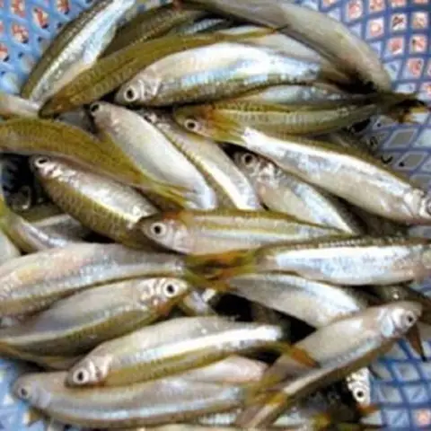 Cá Lòng Tong Là Gì? Đặc Điểm, Công Dụng Và Các Món Ngon Từ Cá Lòng Tong Cá Lòng Tong Là Gì? Đặc Điểm, Công Dụng Và Các Món Ngon Từ Cá Lòng Tong