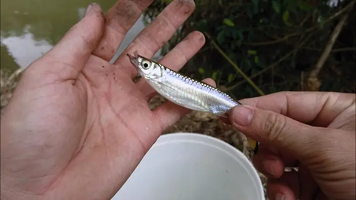 Cá Lòng Tong Là Gì? Đặc Điểm, Công Dụng Và Các Món Ngon Từ Cá Lòng Tong Cá Lòng Tong Là Gì? Đặc Điểm, Công Dụng Và Các Món Ngon Từ Cá Lòng Tong