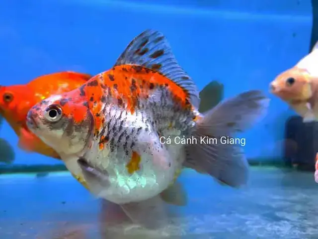 Cá Lưu Kim Nhật (ryukin): Đặc Điểm, Cách Nuôi Và Chăm Sóc Chuẩn