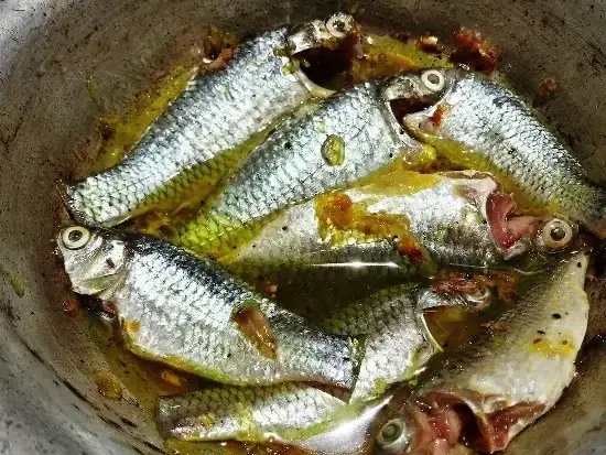 Chim Sa Cá Lụy: Ý Nghĩa, Quan Niệm Dân Gian Và Điềm Báo