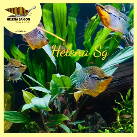 Cá Mã Giáp Gù Hoàng Kim: Đặc Điểm, Cách Nuôi & Lưu Ý