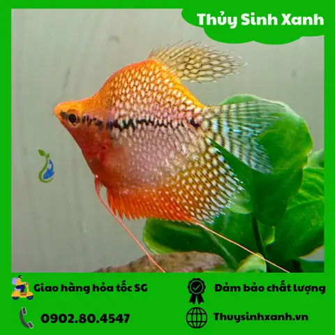 Cá Mã Giáp Gù Hoàng Kim: Đặc Điểm, Cách Nuôi & Lưu Ý