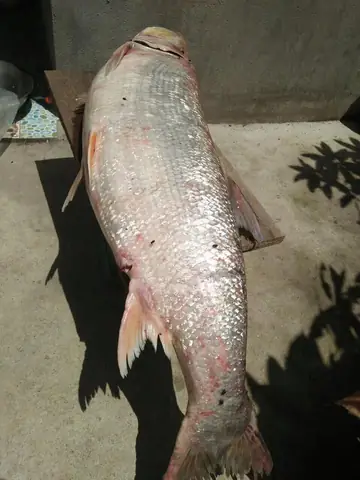 Cá Măng Sông Đà: Đặc Điểm, Giá Trị Và Món Ngon