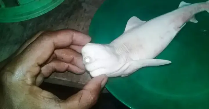 Cá Mập Bạch Tạng: Khám Phá Đặc Điểm, Sự Hiếm Gặp Và Những Phát Hiện Đáng Chú Ý Cá Mập Bạch Tạng: Khám Phá Đặc Điểm, Sự Hiếm Gặp Và Những Phát Hiện Đáng Chú Ý