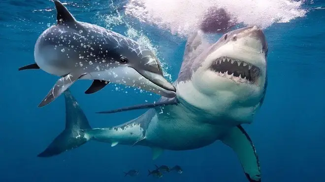 Cá Mập Và Cá Heo: Sự Thật Về Mối Quan Hệ Và Điểm Khác Biệt