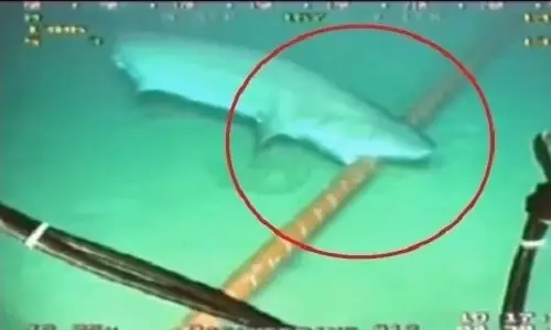 Cá Mập Cắn Cáp Quang: Sự Thật Đằng Sau "tội Đồ" Mạng Lag Cá Mập Cắn Cáp Quang: Sự Thật Đằng Sau "tội Đồ" Mạng Lag