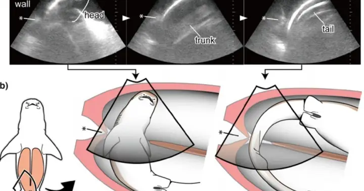 Cá Mập Con Ăn Trứng Chưa Nở: Hiện Tượng Cạnh Tranh Cùng Loài Đặc Biệt Cá Mập Con Ăn Trứng Chưa Nở: Hiện Tượng Cạnh Tranh Cùng Loài Đặc Biệt