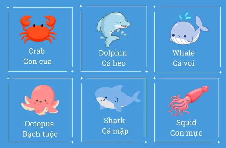 Cá Mập Đọc Tiếng Anh Là Gì? Từ Vựng Và Ý Nghĩa Chi Tiết