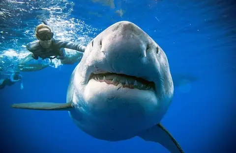 Megalodon: Kích Thước Khổng Lồ Và Sự Thật Về Loài Cá Mập Lớn Nhất Thế Giới