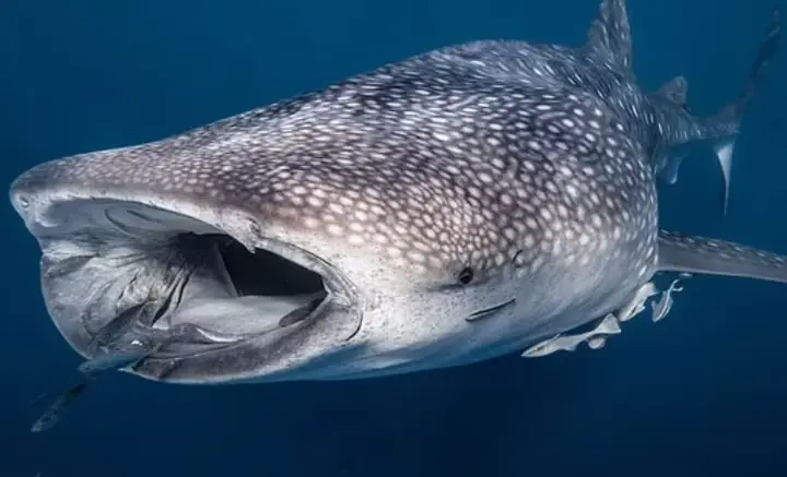 Megalodon: Kích Thước Khổng Lồ Và Sự Thật Về Loài Cá Mập Lớn Nhất Thế Giới