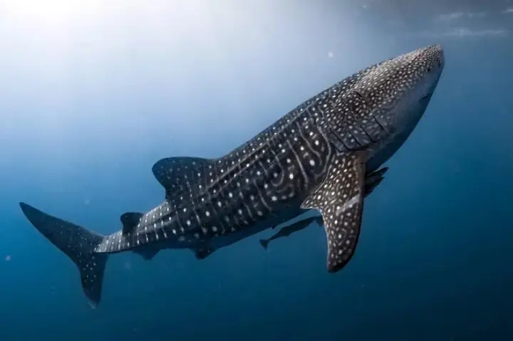 Cá Mập Lớn Nhất Hiện Nay Là Loài Nào? Khám Phá Megalodon Và Các Gã Khổng Lồ Biển Cả