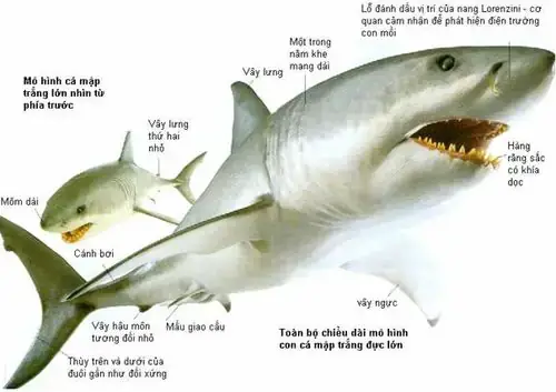 Cá Mập Lớn Nhất Hiện Nay Là Loài Nào? Khám Phá Megalodon Và Các Gã Khổng Lồ Biển Cả