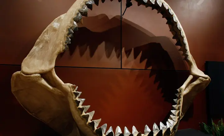 Cá Mập Megalodon: Sự Thật Khủng Khiếp Về Loài Quái Vật Đại Dương Có Thật Hay Không?
