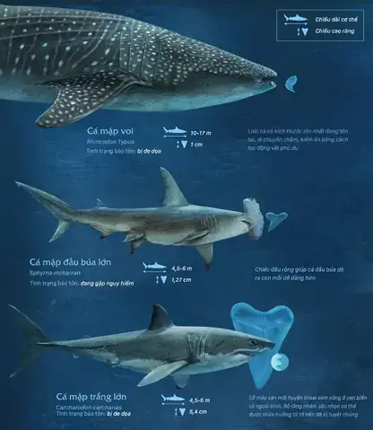 Cá Mập Megalodon Dài Bao Nhiêu Mét? Kích Thước Thực Tế Gây Kinh Ngạc