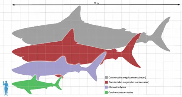Cá Mập Megalodon Từng Sống Ở Đâu Và Môi Trường Sống Của Chúng