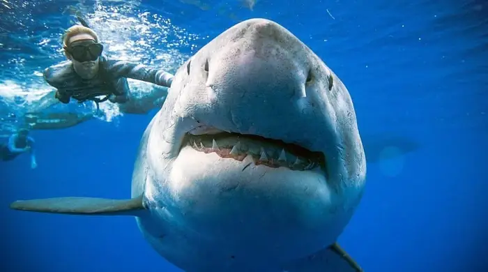 Cá Mập Nặng Nhất Thế Giới: Khám Phá Megalodon Và Những Gã Khổng Lồ Hiện Đại
