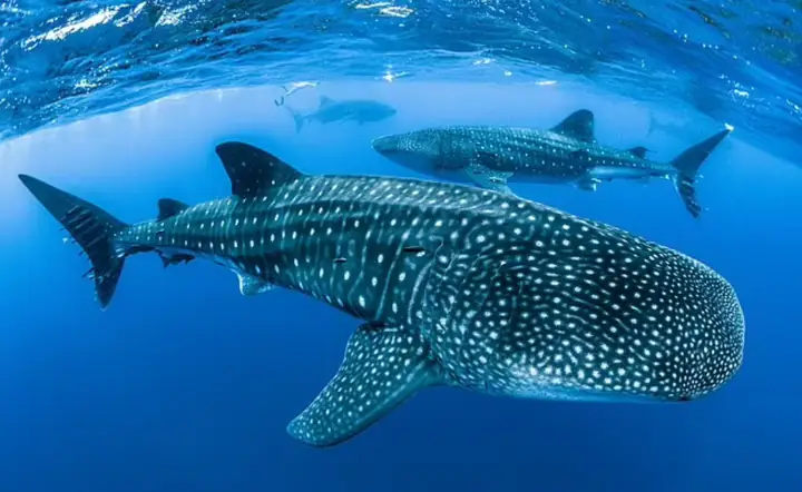 Cá Mập Lớn Nhất Thế Giới: Megalodon, Cá Mập Voi & Khám Phá Ngôi Vua Tuyệt Chủng