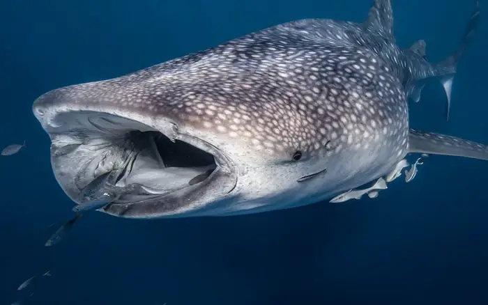 Cá Mập Lớn Nhất Thế Giới: Megalodon, Cá Mập Voi & Khám Phá Ngôi Vua Tuyệt Chủng