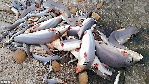 Cá Mập Nhỏ Xíu: Tìm Hiểu Về Các Loài Siêu Nhỏ Và Thế Giới Baby Shark