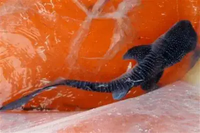 Cá Mập Nhỏ Xíu: Tìm Hiểu Về Các Loài Siêu Nhỏ Và Thế Giới Baby Shark