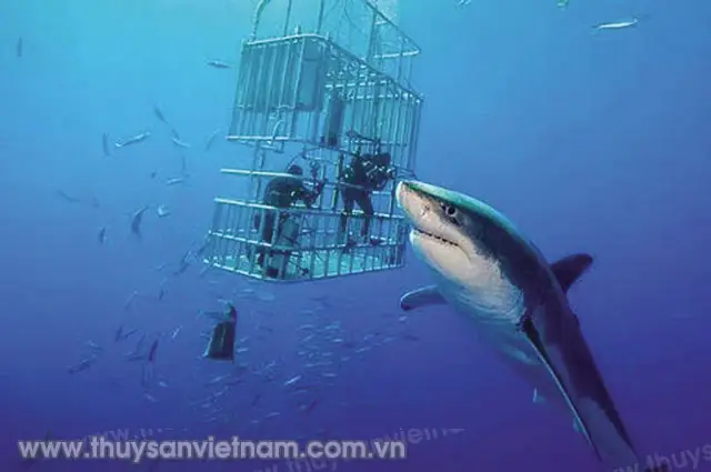 Cá Mập Trắng Lớn Nhất Thế Giới: Kích Thước, Sự Thật Và Megalodon