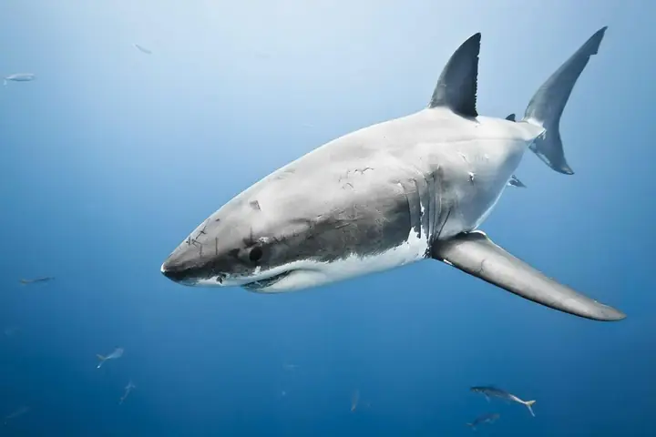 Cá Mập Trắng Lớn Nhất Thế Giới: Kích Thước, Sự Thật Và Megalodon