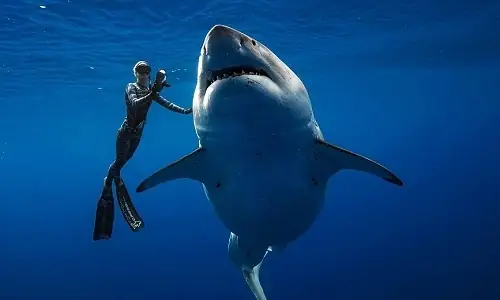 Cá Mập Trắng Lớn Nhất Thế Giới: Kích Thước, Sự Thật Và Megalodon