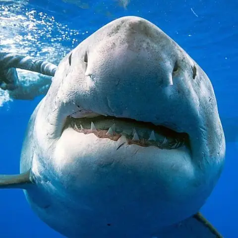Cá Mập Trắng Lớn Nhất Thế Giới: Kích Thước, Sự Thật Và Megalodon