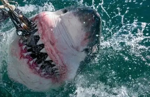 Cá Mập Trắng Lớn Nhất Thế Giới: Kích Thước, Sự Thật Và Megalodon