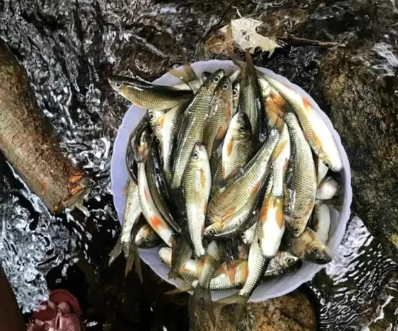 Cá Mát Hương Khê: Đặc Sản Nổi Tiếng Miền Tây Xứ Nghệ & Cách Thưởng Thức Ngon