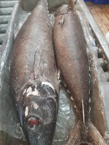 Cá Mắt Ngọc Biển: Đặc Điểm, Công Dụng & Cách Nhận Biết Chuẩn