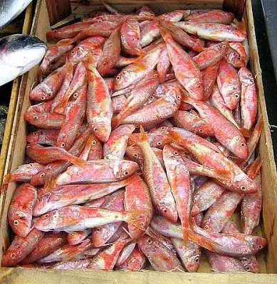 Cá Màu Hồng Nhỏ: Các Loại Phổ Biến Và Đặc Điểm Nhận Biết