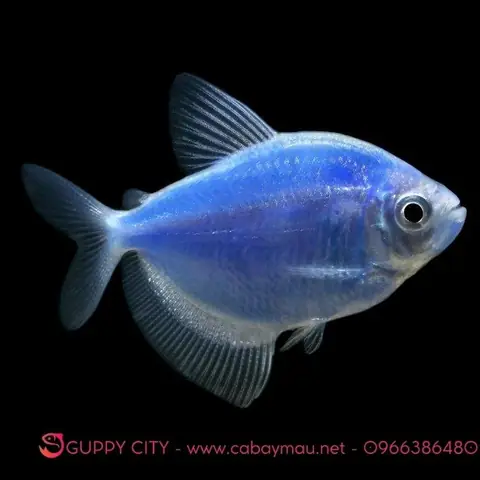 Top Các Loài Cá Màu Xanh Nước Biển Đẹp & Cách Nuôi