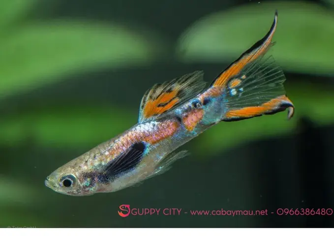 Cá Mây Chiều: Đặc Điểm, Phân Loại Và Cách Nuôi Đúng Chuẩn