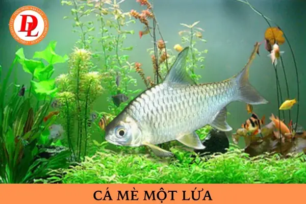 Cá Mè Một Lứa Là Gì? Ý Nghĩa, Nguồn Gốc Và Cách Dùng Thành Ngữ